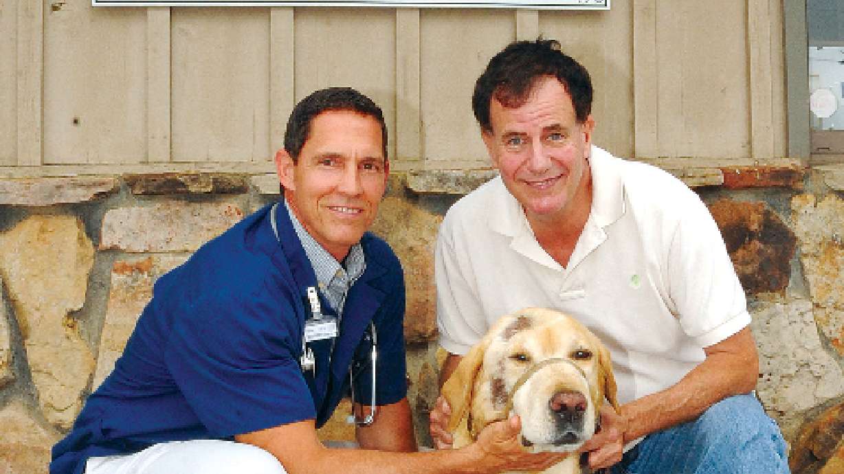 10-year-old Lab survives tic-borne disease