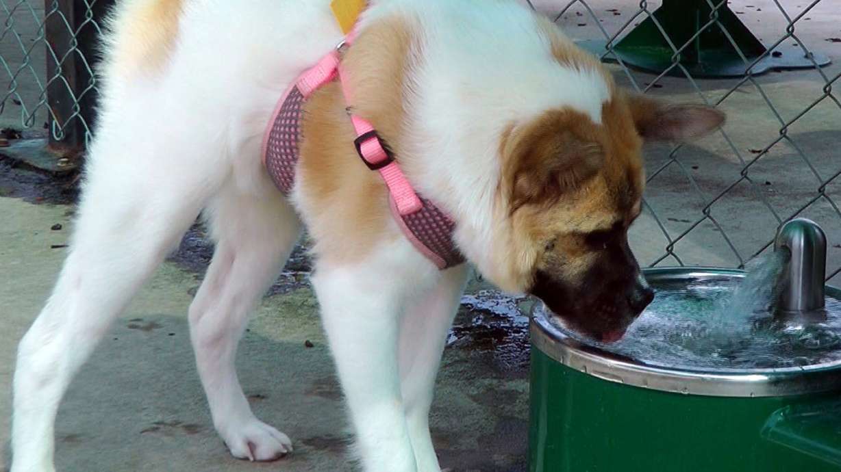 It's a frog, it's a gorilla? No, it's Pig the dog