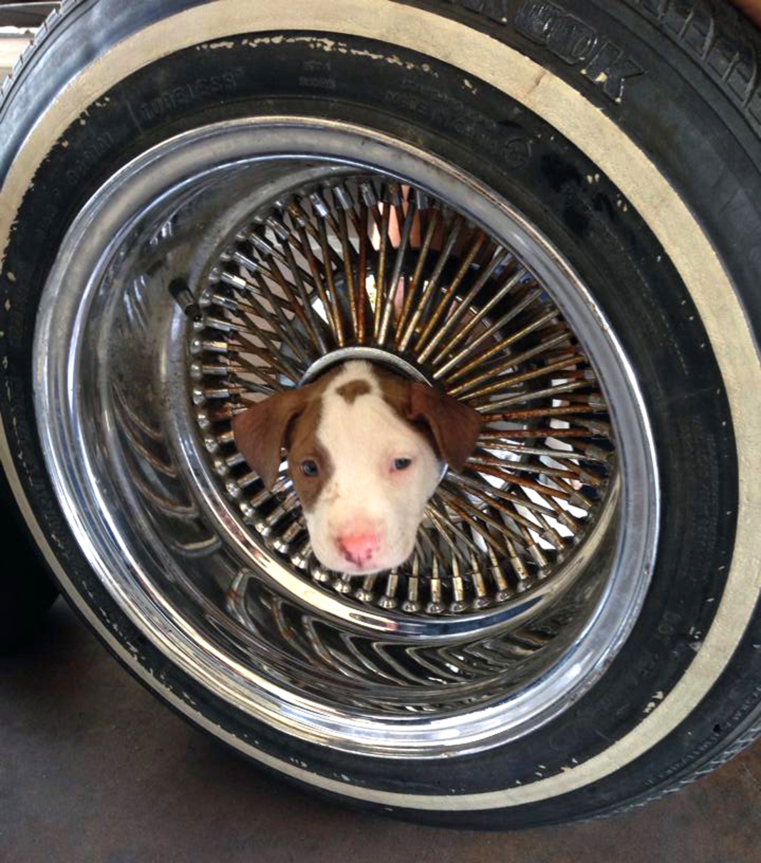 California firefighters free puppy from auto wheel