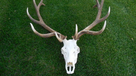 Man faces jail time, fine for trophy elk poaching