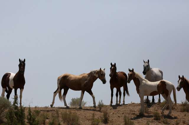Wild horses roam in the Cedar Mountain range on Thursday, July 18,
2013. A Bureau of Land Management proposal to remove excess wild
horses from Iron and Beaver counties over a six- to 10-year period
has been met with disapproval from a number of Utah agencies who
say the plan is inadequate. (Photo: Kristin Murphy, Deseret News)