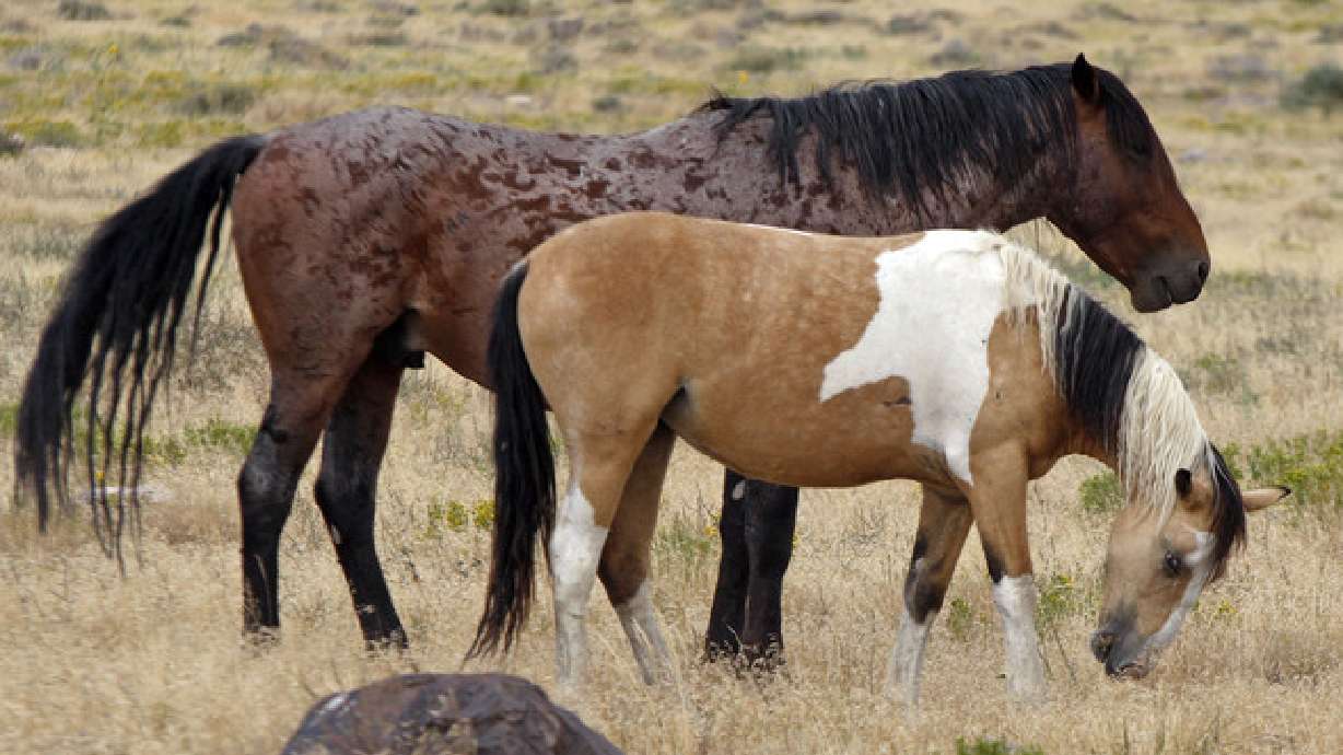 BLM implementing dart-gun fertility control