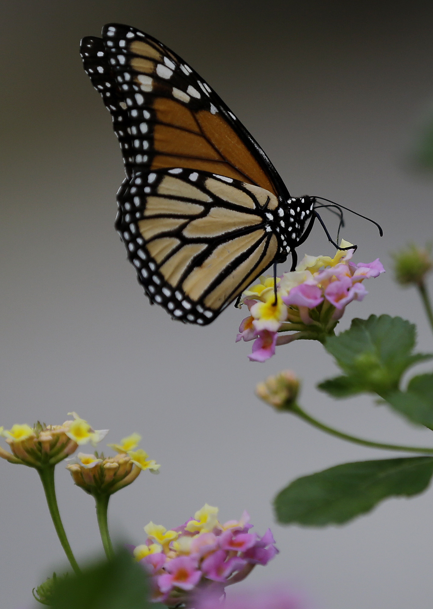 Monarch butterflies may have magnetic compass