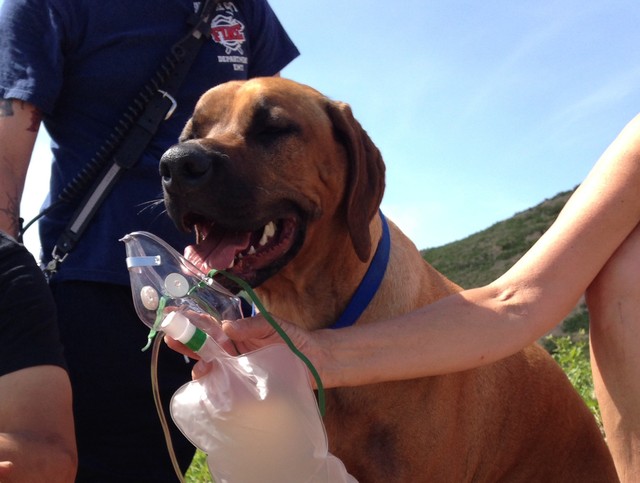 1 dog dies of dehydration, 2nd revived by firefighters