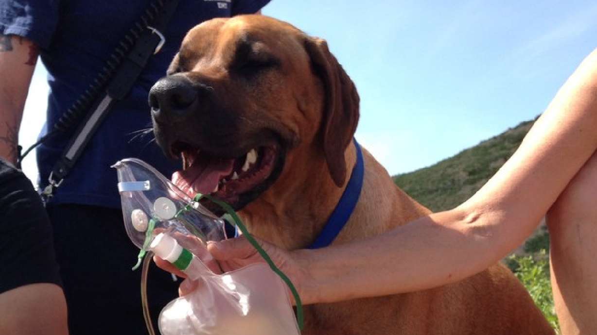 Bomberos rescatan a un perro mientras otro muere y enfatizan en el cuidado de las mascotas en verano