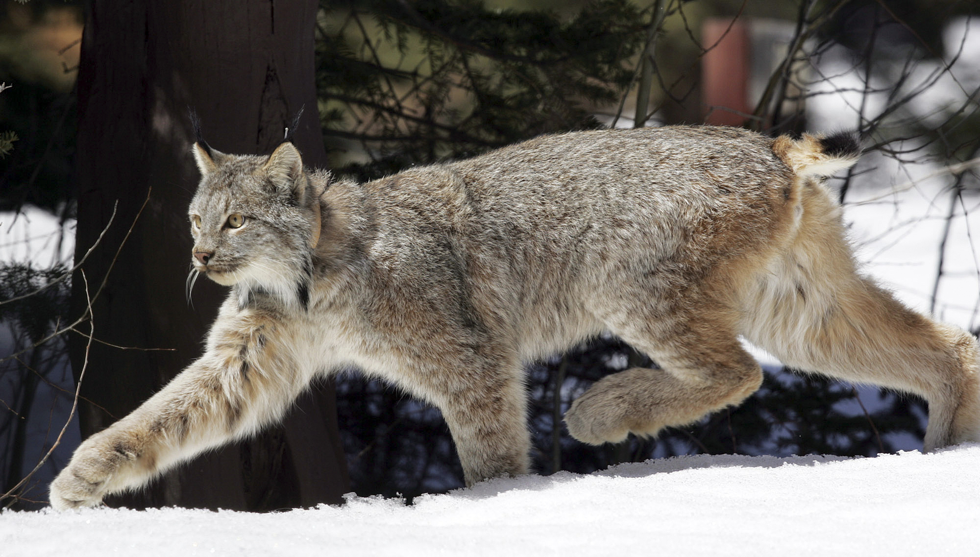 Judge sets 2018 deadline for effort to save lynx