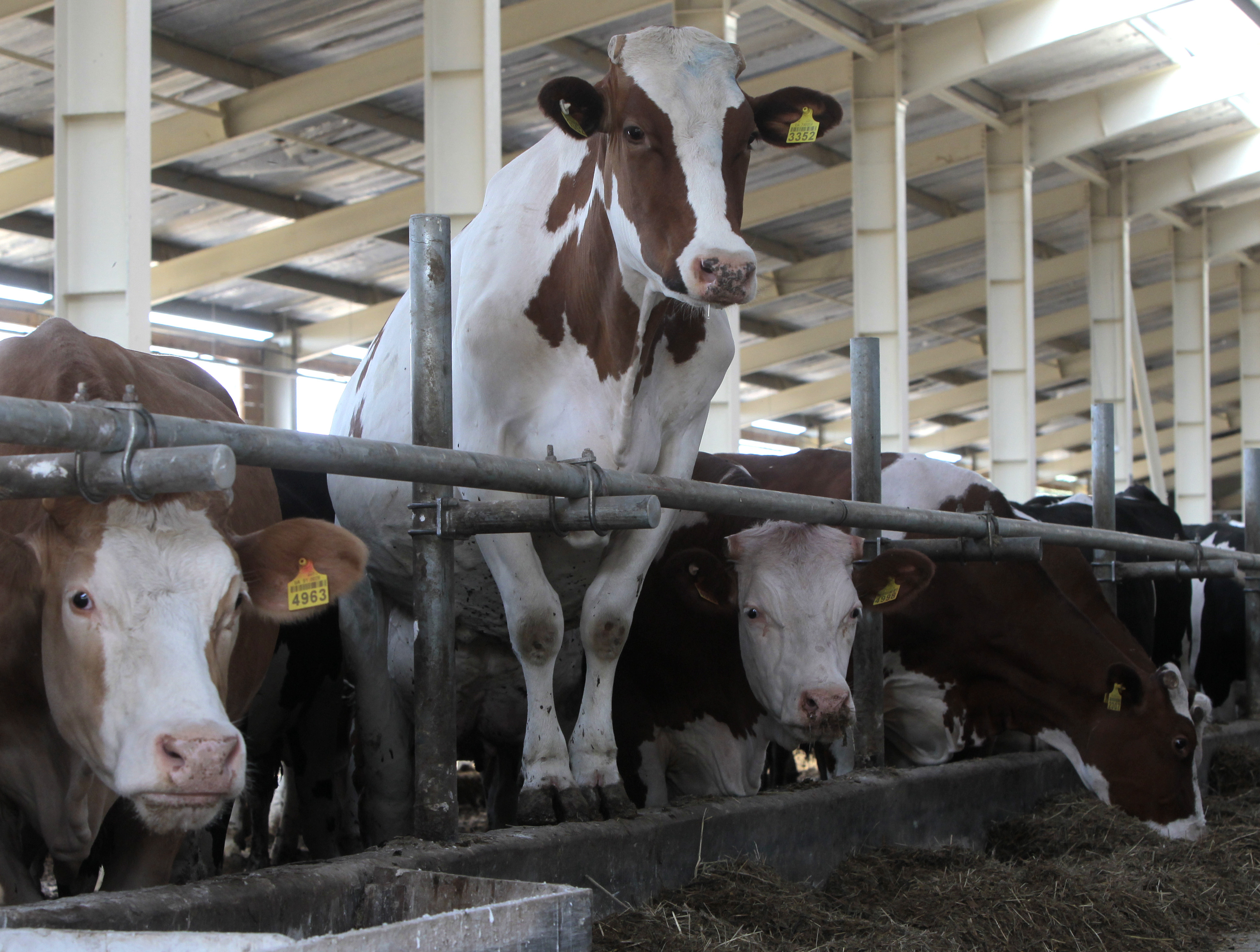 EU deals could stoke growth, reform