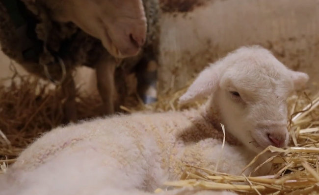 Goat learns to walk despite disability