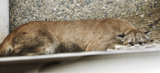 A cougar hides behind a UTA train track near Jordan Commons in Sandy on June 27, 2014. Animal control officers on Friday found and euthanized a mountain lion in Pleasant Grove after it had killed chickens in neighborhoods.