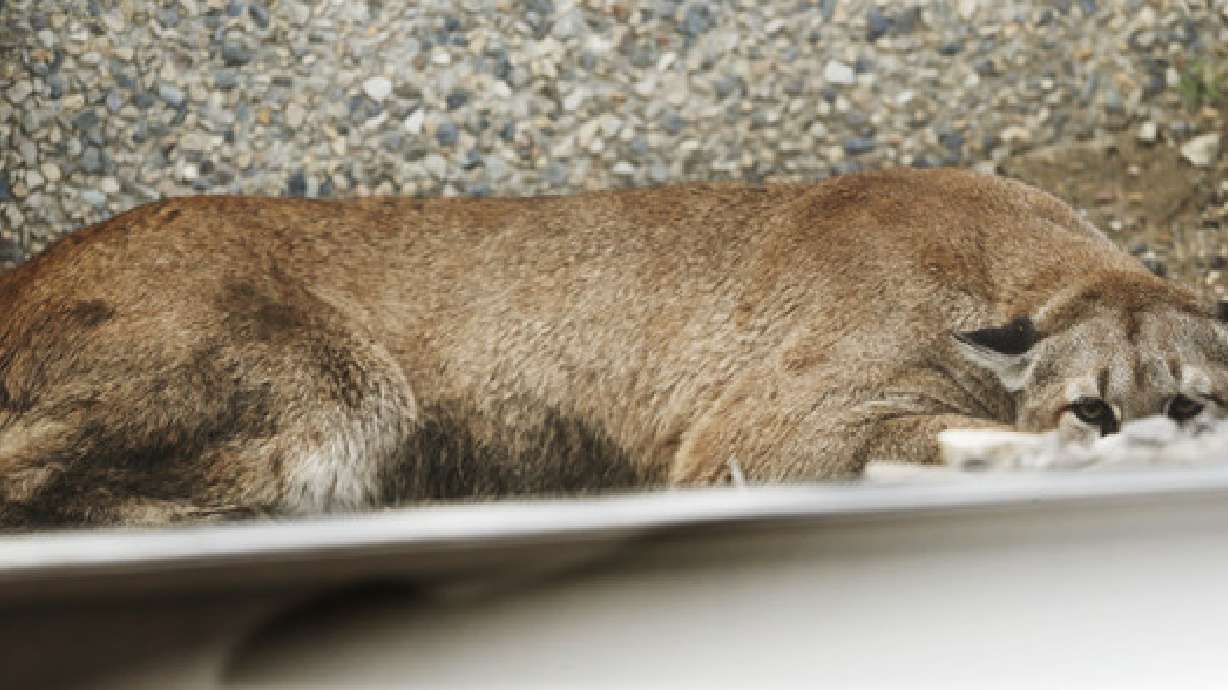 A cougar hides behind a UTA train track near Jordan Commons in Sandy on June 27, 2014. Animal control officers on Friday found and euthanized a mountain lion in Pleasant Grove after it had killed chickens in neighborhoods.
