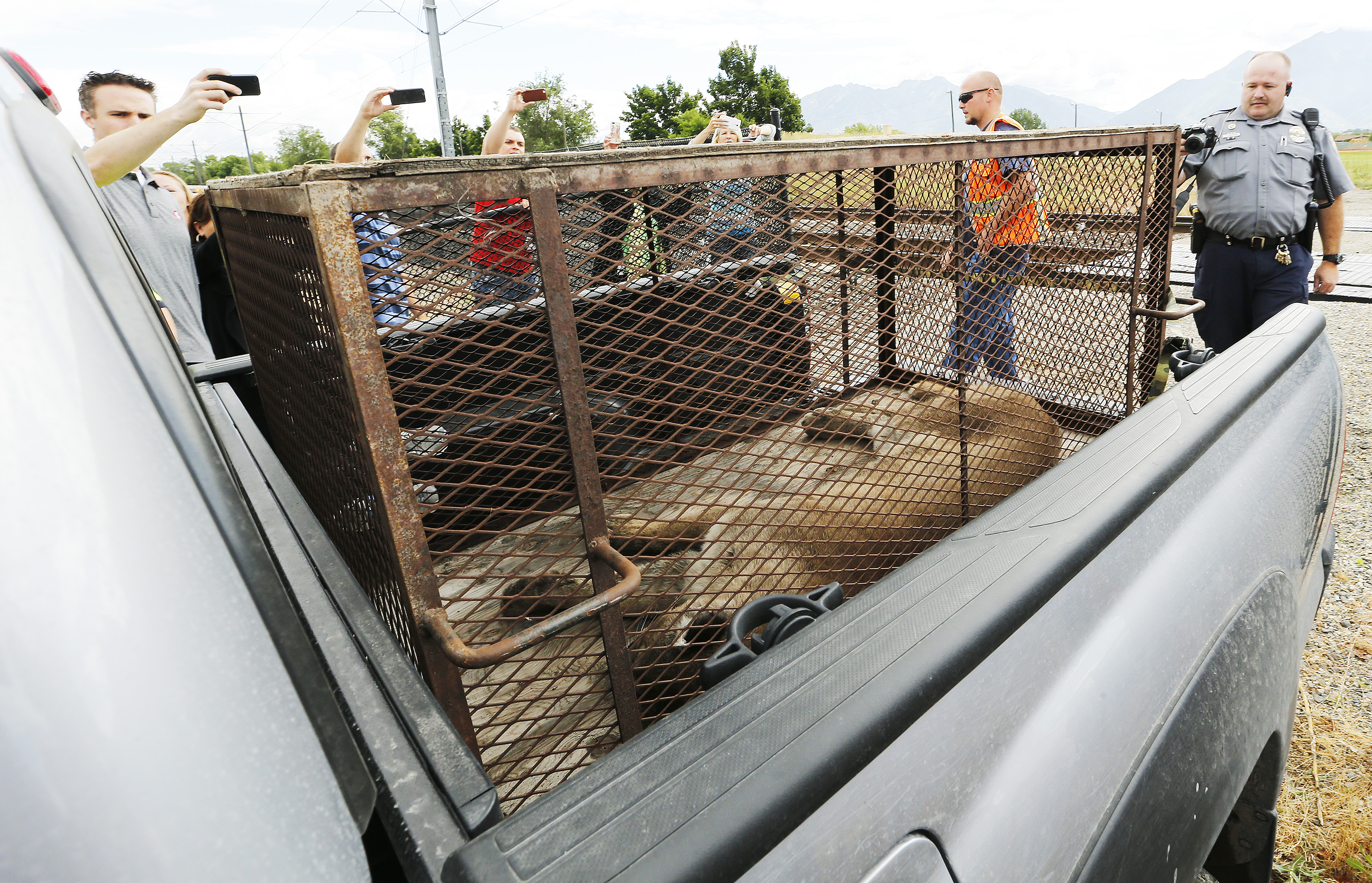 Mountain lion scares shoppers in Utah