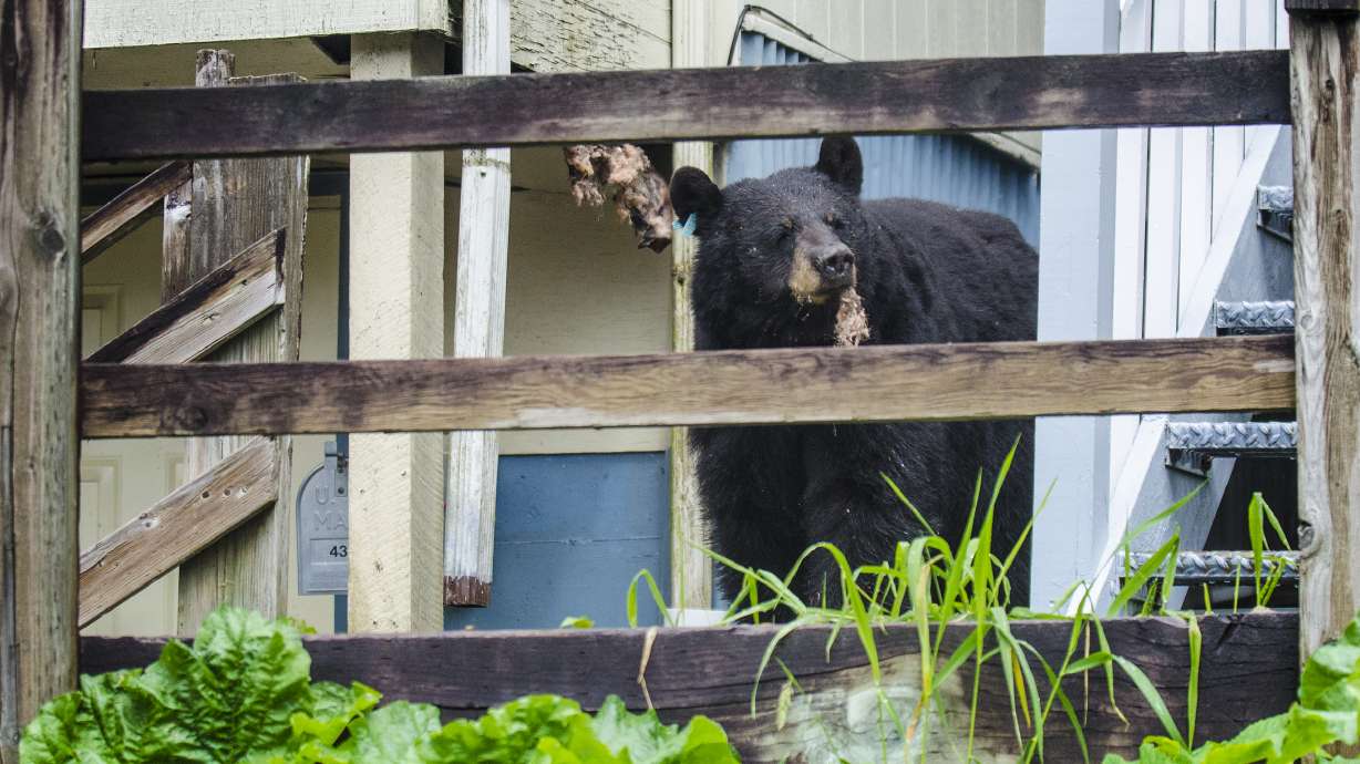 Black bear digs through insulation to get honey
