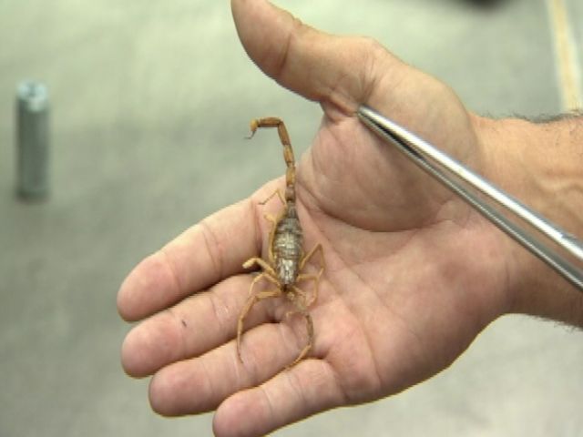 Bark Scorpions Invade Las Vegas KSL Com