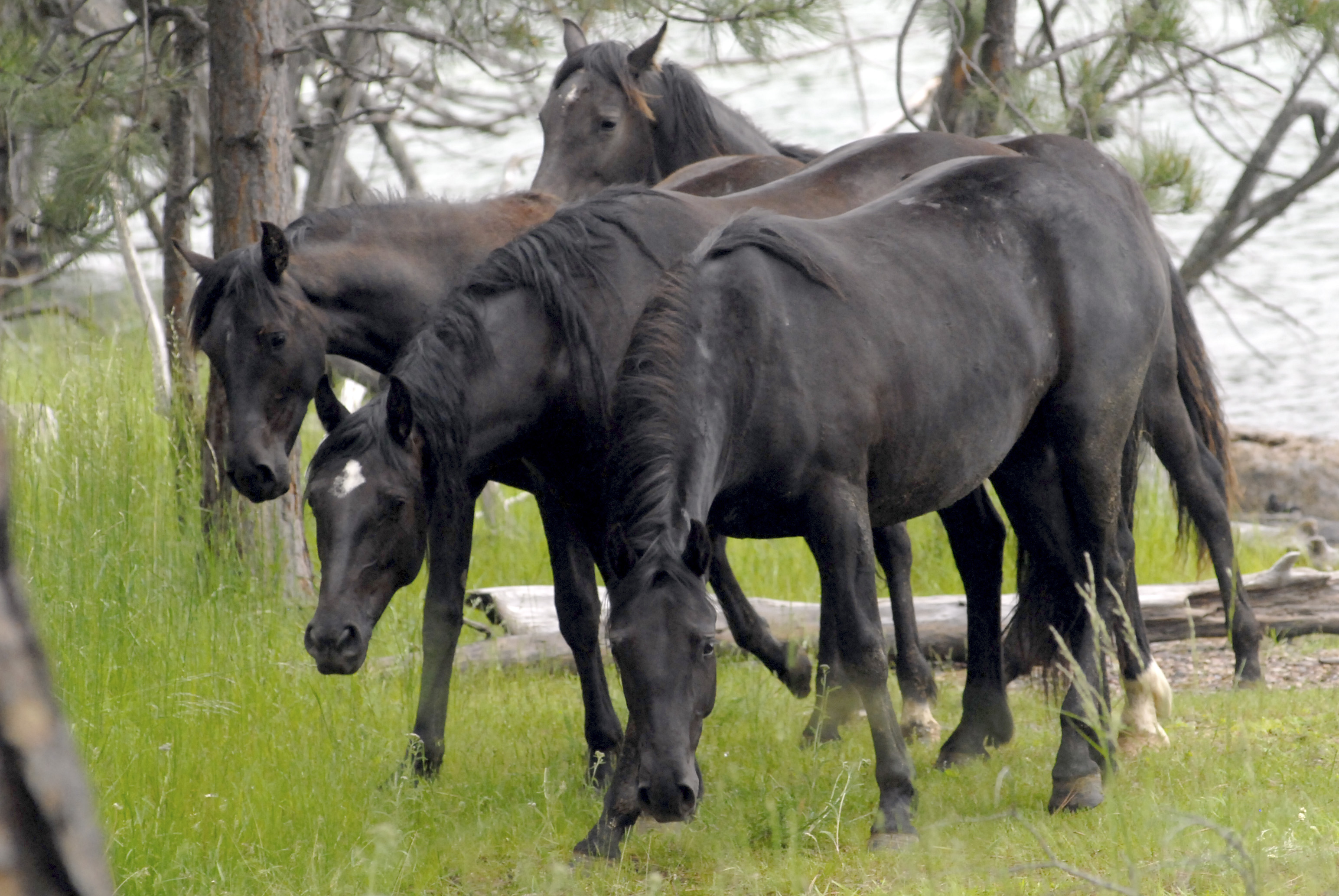 Federal protection sought for wild horses in West