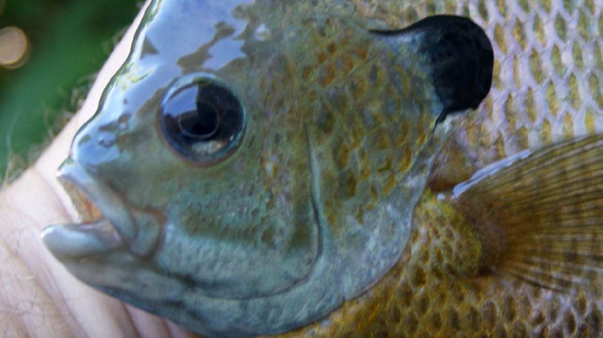Why you should fish for bluegills
