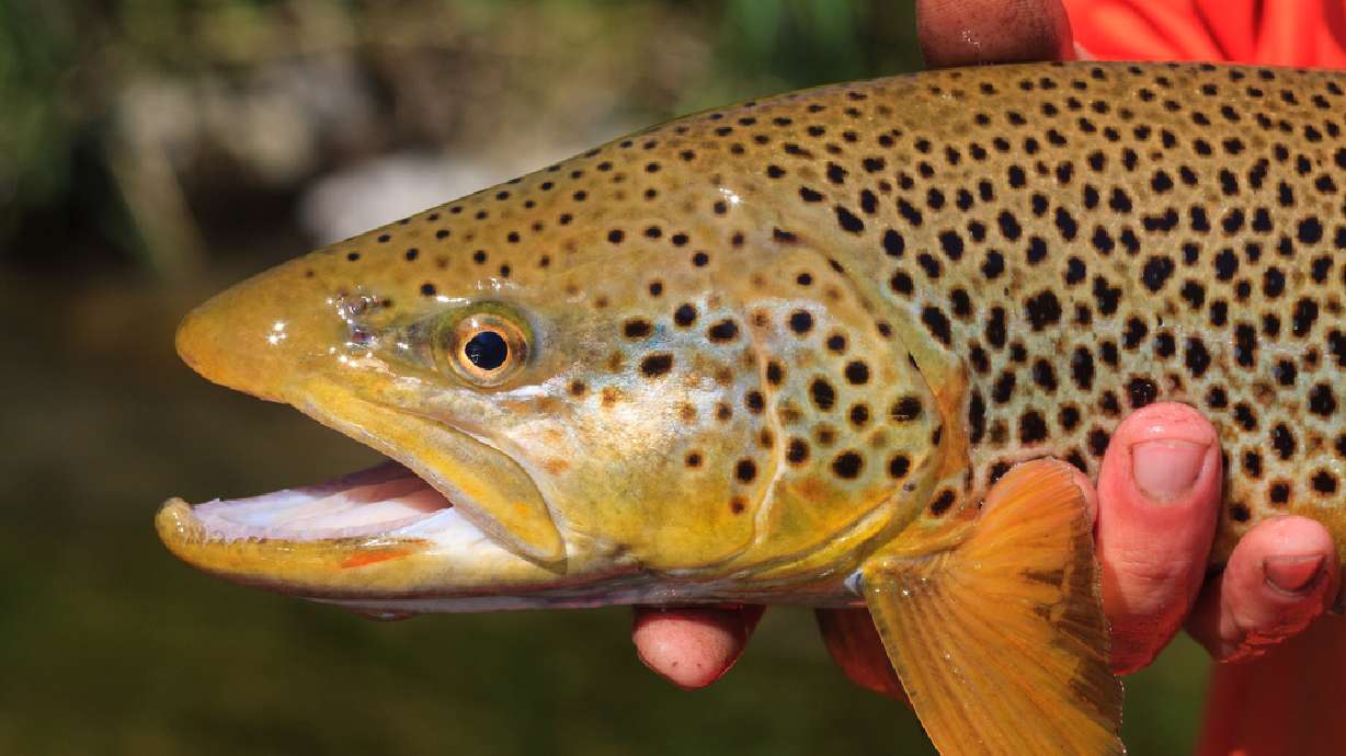 A simple way to catch trout