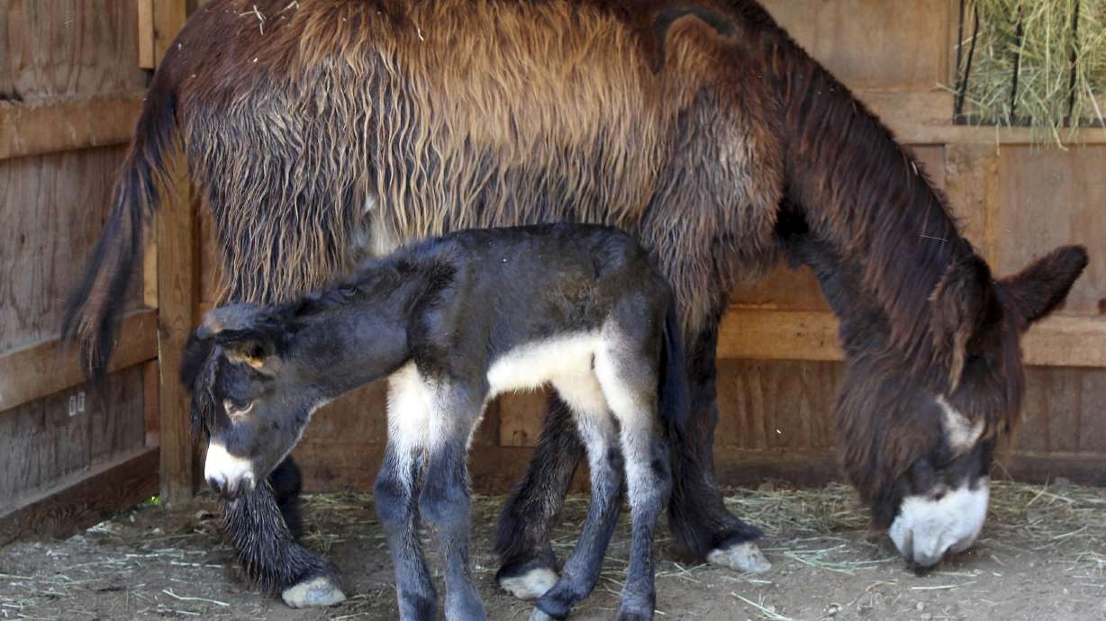 Rare Poitou donkey born in Massachusetts