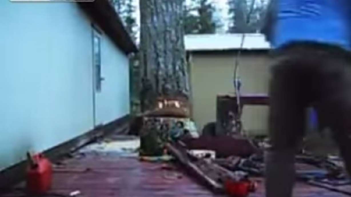 Have You Seen This? Perfect tree felling