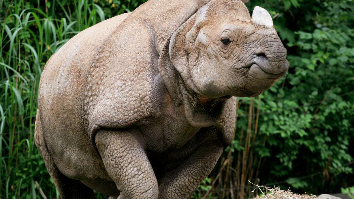 Endangered Indian rhino dies at Cincinnati zoo