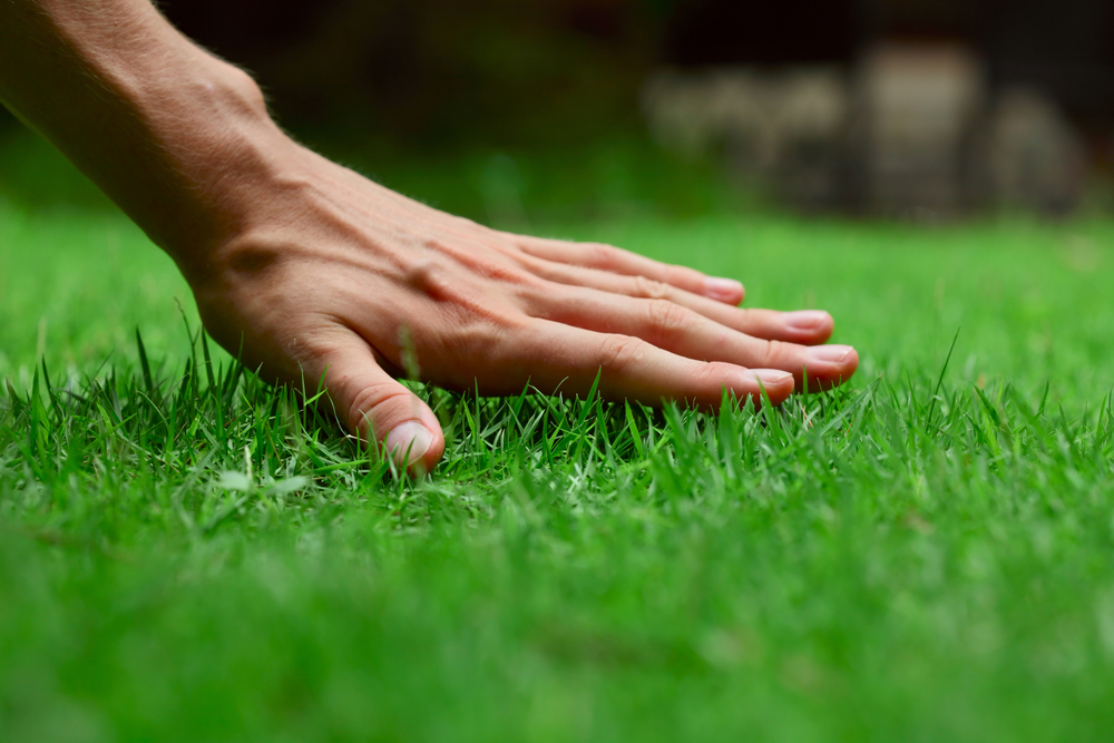 5 tips for keeping your lawn green all summer long