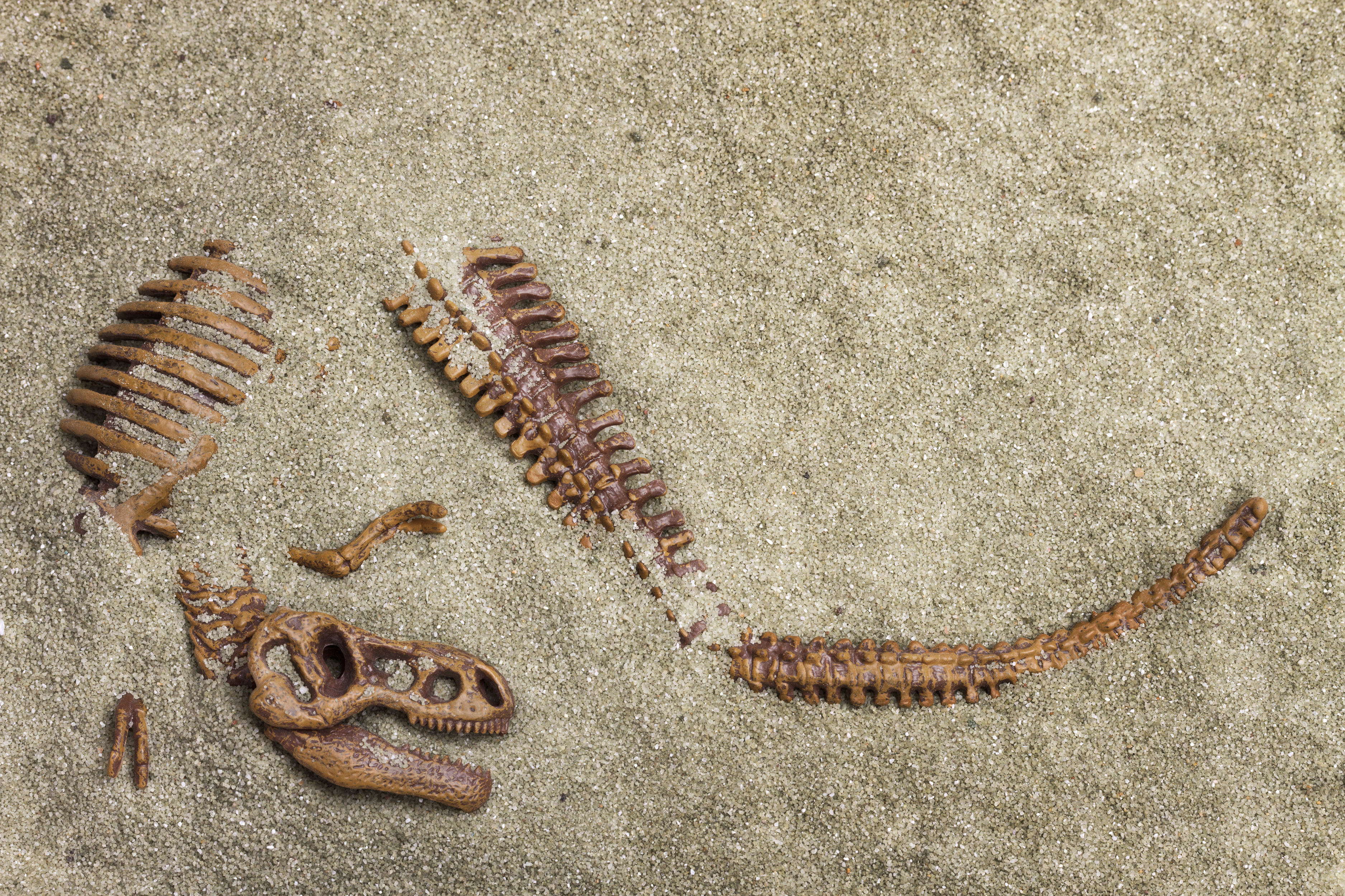 Dinosaur fossil bed found in eastern Idaho