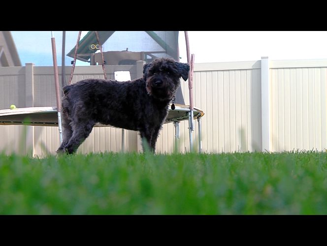 Hombre confiesa haber envenenado al perro de su vecino, mientras se investiga el envenenamiento de otros dos