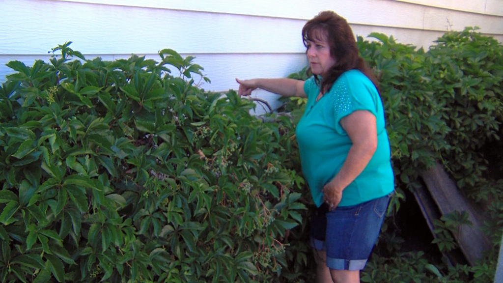West Valley resident Jeanette Gillum points to 
the spot in her yard where she found a female 
kitten that had apparently been dipped or 
submerged in a bucket of cement adhesive. 
Gillum cleaned the cat and tried to nurse her 
back to health, but she died Saturday. Animal 
control officers are searching for the person 
responsible. (Photo: Mike Radice/KSL TV)