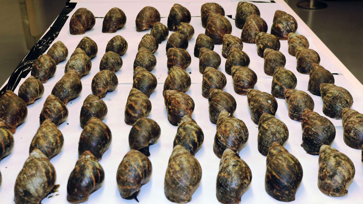 Several species of Partula snails were bred in various zoos to reintroduce and keep the species alive, as several species are extinct in the wild.