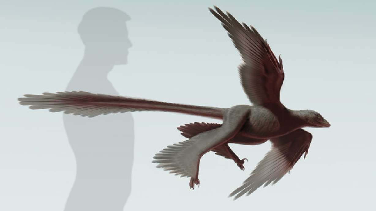 Dinosaur with 4 wings, feathers discovered in China