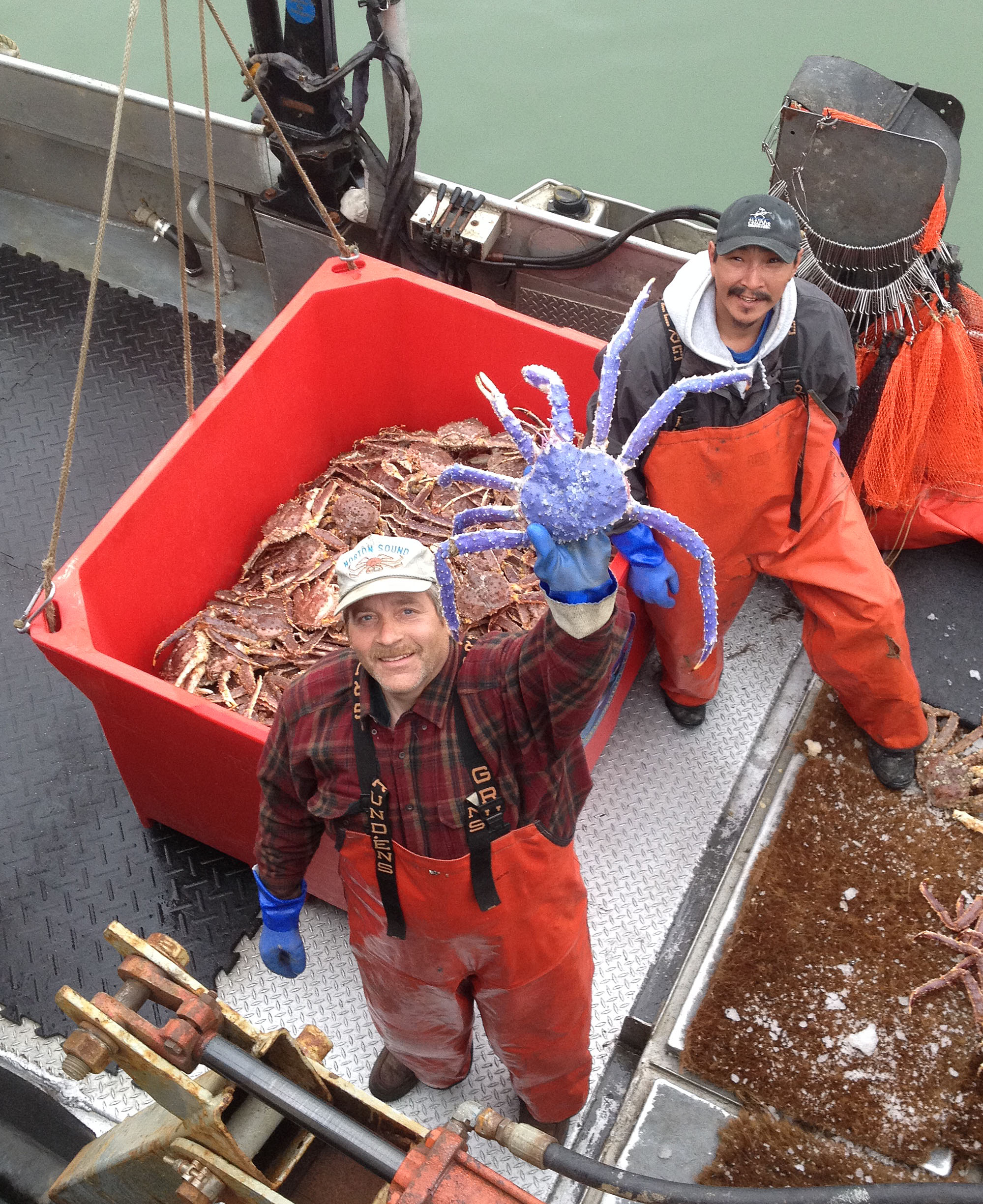 Rare blue-colored red king crab caught in Alaska