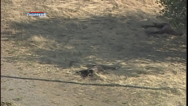 10 horses found dead in Magna, police searching for more