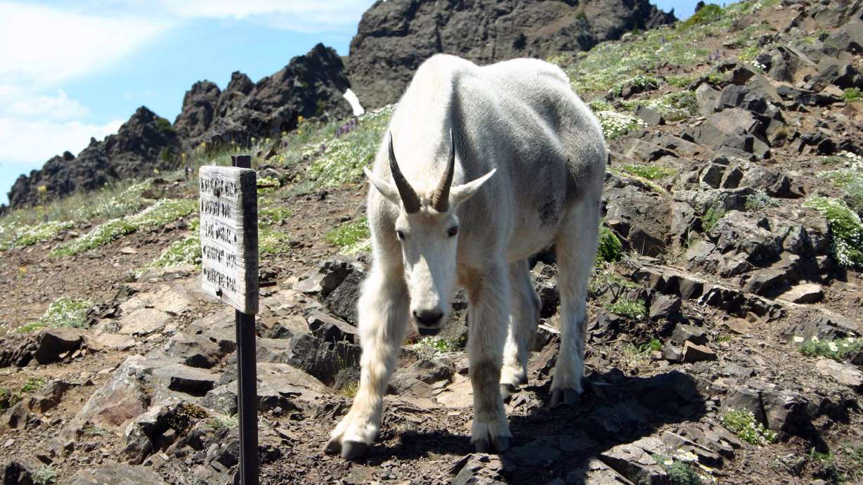 Park to update goat plan after fatal 2010 attack