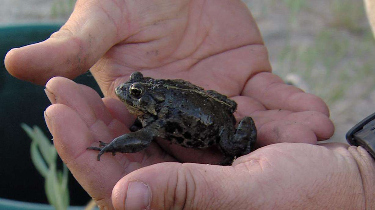 A team of experts and volunteers with the Utah Division of Wildlife
Resources documents the health and population dynamics of a
species that some believe is threatened with extinction. They are
looking for boreal toads in the Grouse Creek Mountains of northwest
Utah.