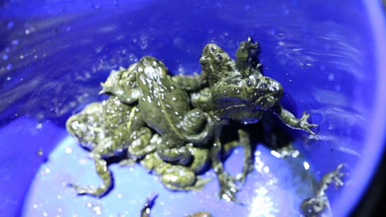 A team of experts and volunteers with the Utah Division of Wildlife
Resources documents the health and population dynamics of a
species that some believe is threatened with extinction. They are
looking for boreal toads in the Grouse Creek Mountains of northwest
Utah.