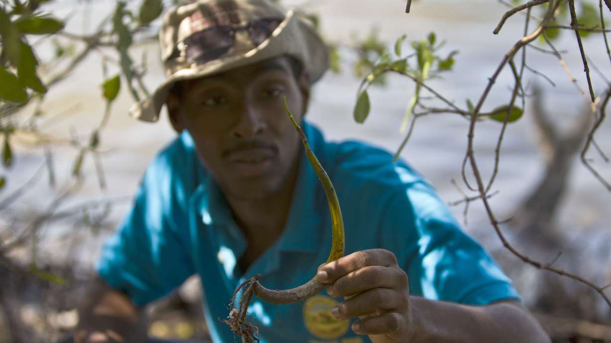 Cuba looks to mangroves to fend off rising seas