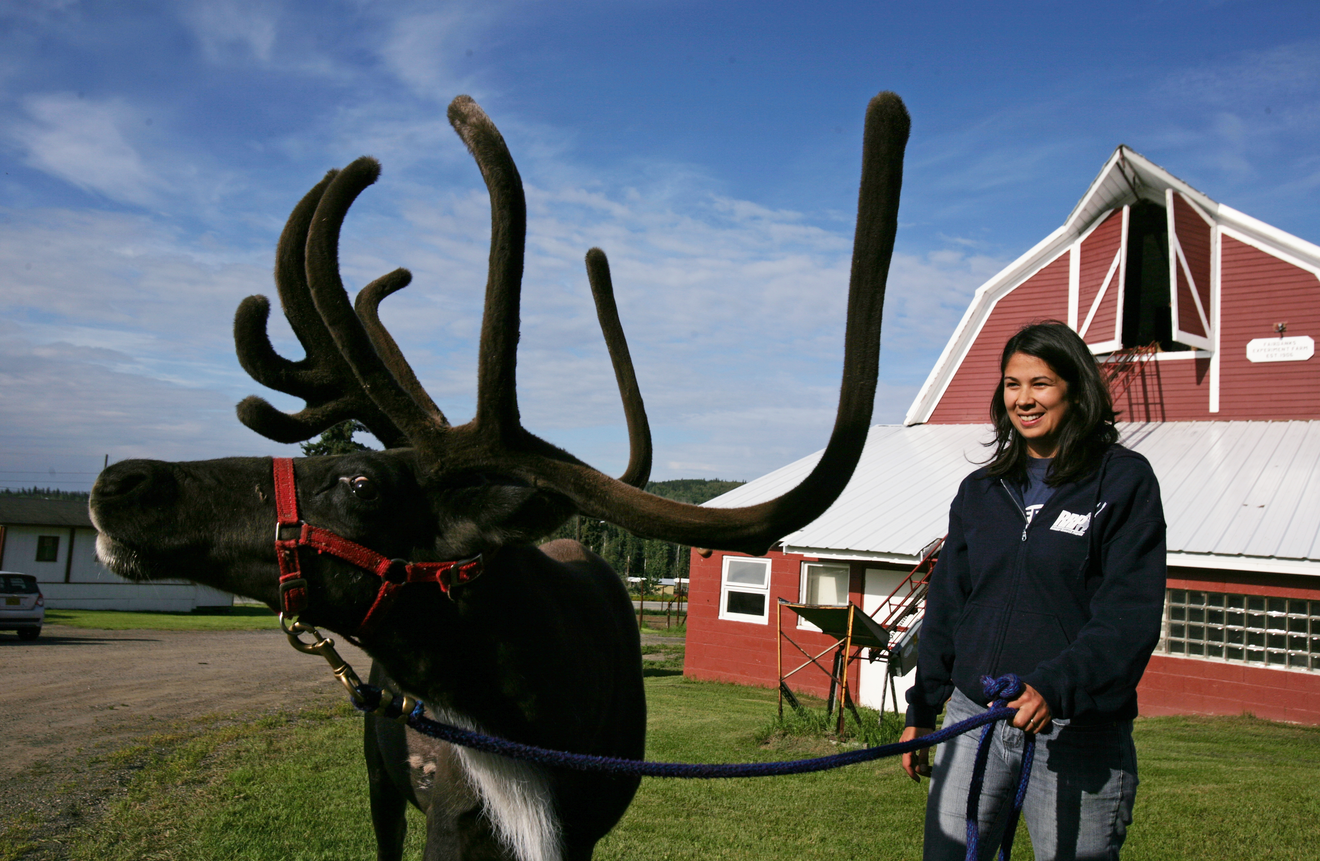 University's "outreach" reindeer is a charmer