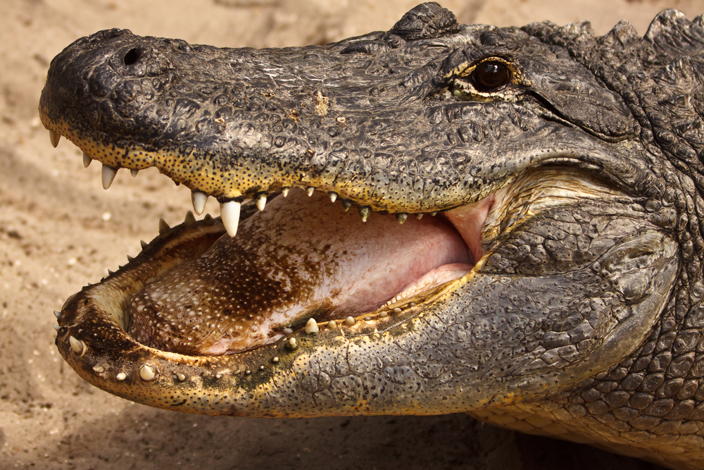 Tortoise an accomplice in alligator's zoo escape?