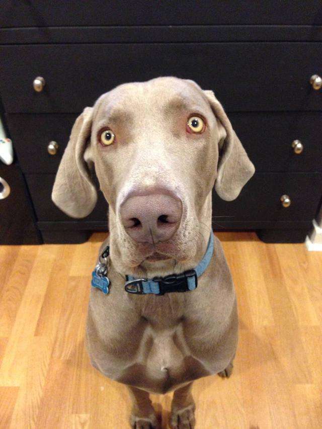 Geist, a 110-pound Weinheimer, was shot and killed June 18, 2014, by a Salt Lake police officer. The dog was in its own backyard in Sugar House, where the officer entered to look for a missing 3-year-old boy. (Photo: Sean Kendall)