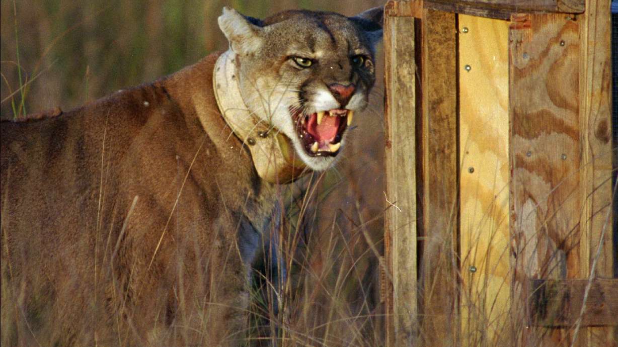AP Exclusive: Study blames lost calves on panthers