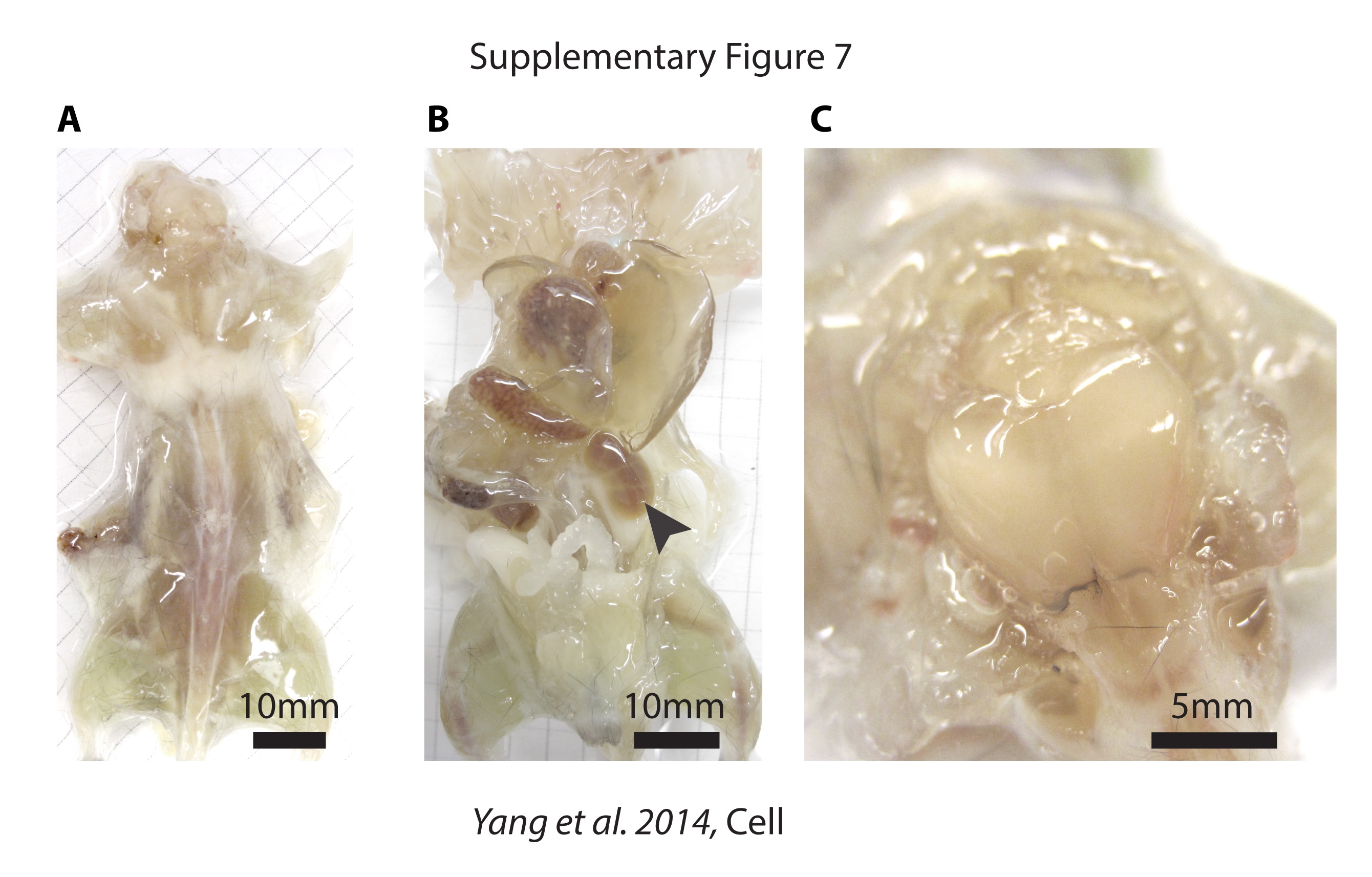 See-through mice reveal details of inner anatomy