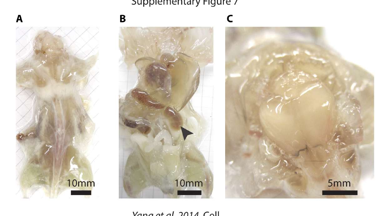 See-through mice reveal details of inner anatomy