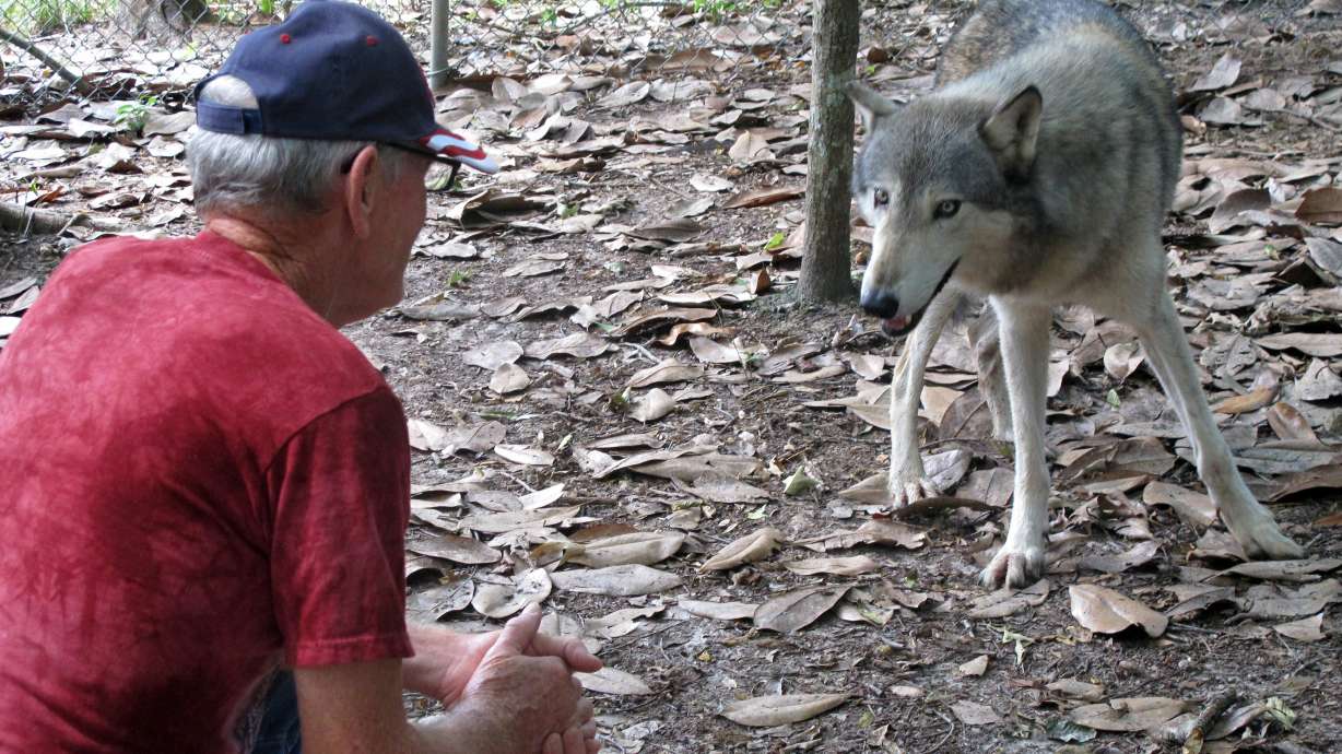 Florida preserve brings wolves, people together