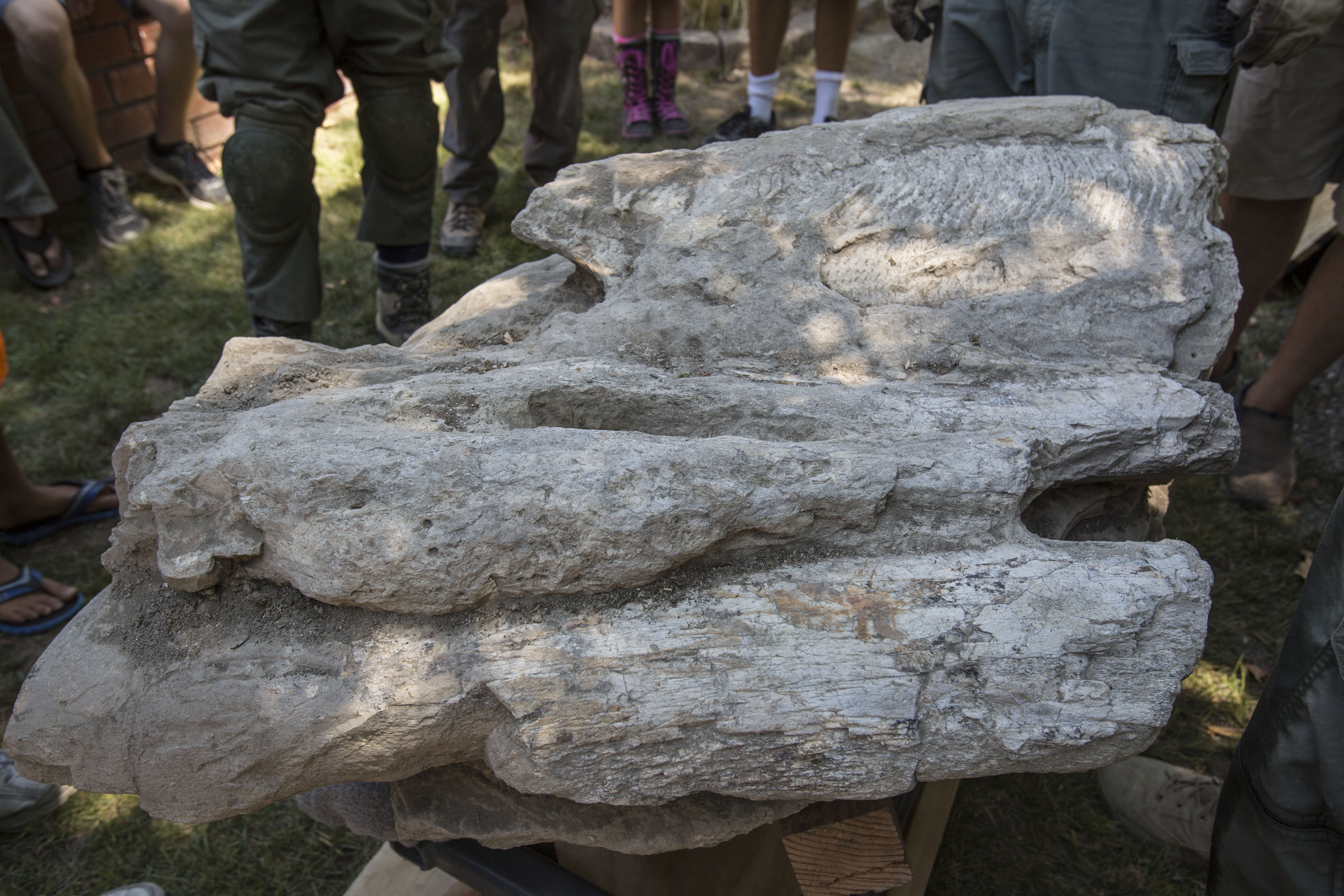 Rare whale fossil pulled from California backyard