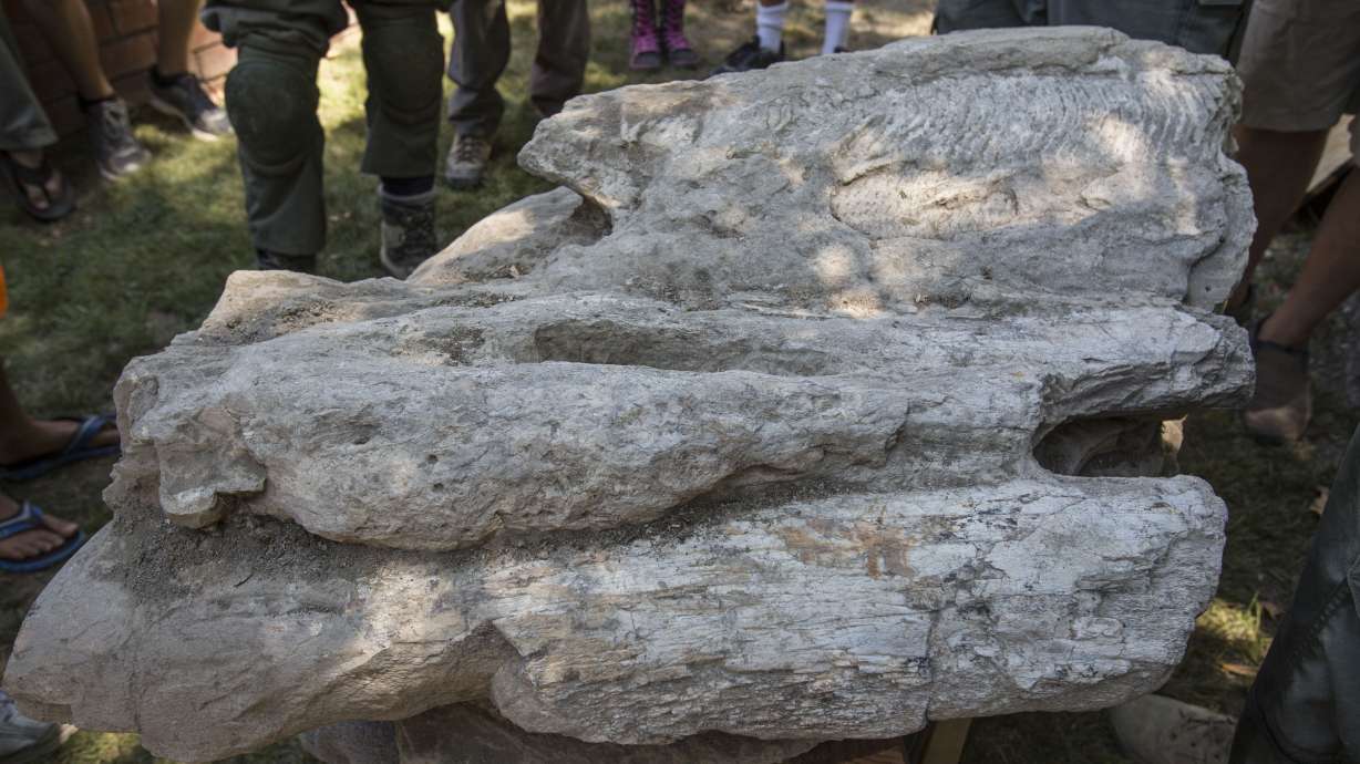 Rare whale fossil pulled from California backyard