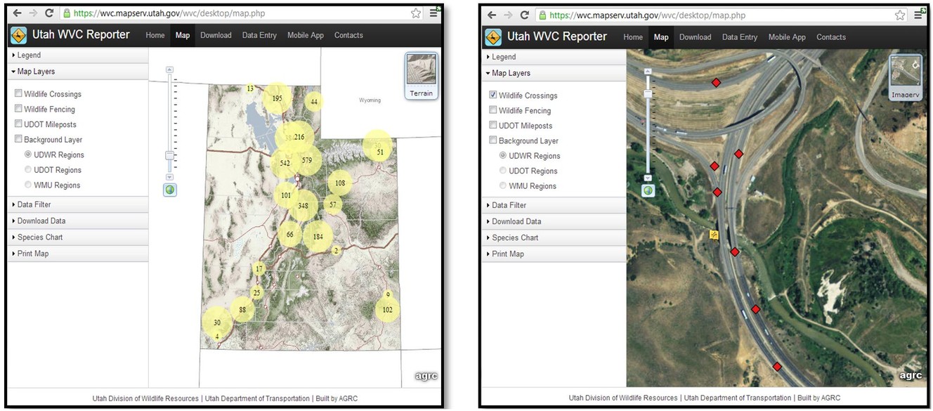 Wildlife-vehicle collisions better understood through 'roadkill app'