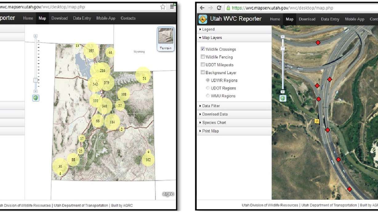 Wildlife-vehicle collisions better understood through 'roadkill app'