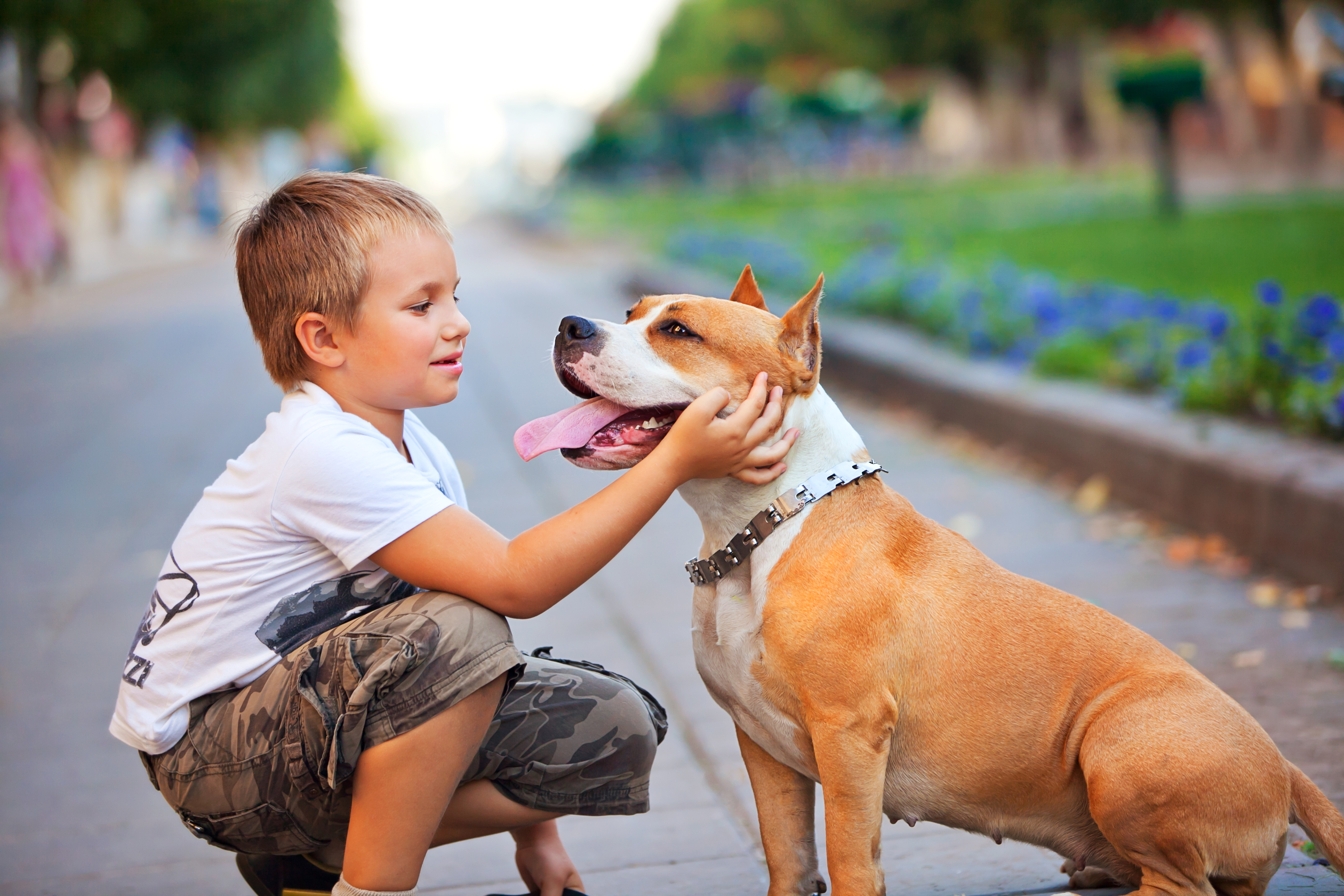 Tips for adopting the right dog