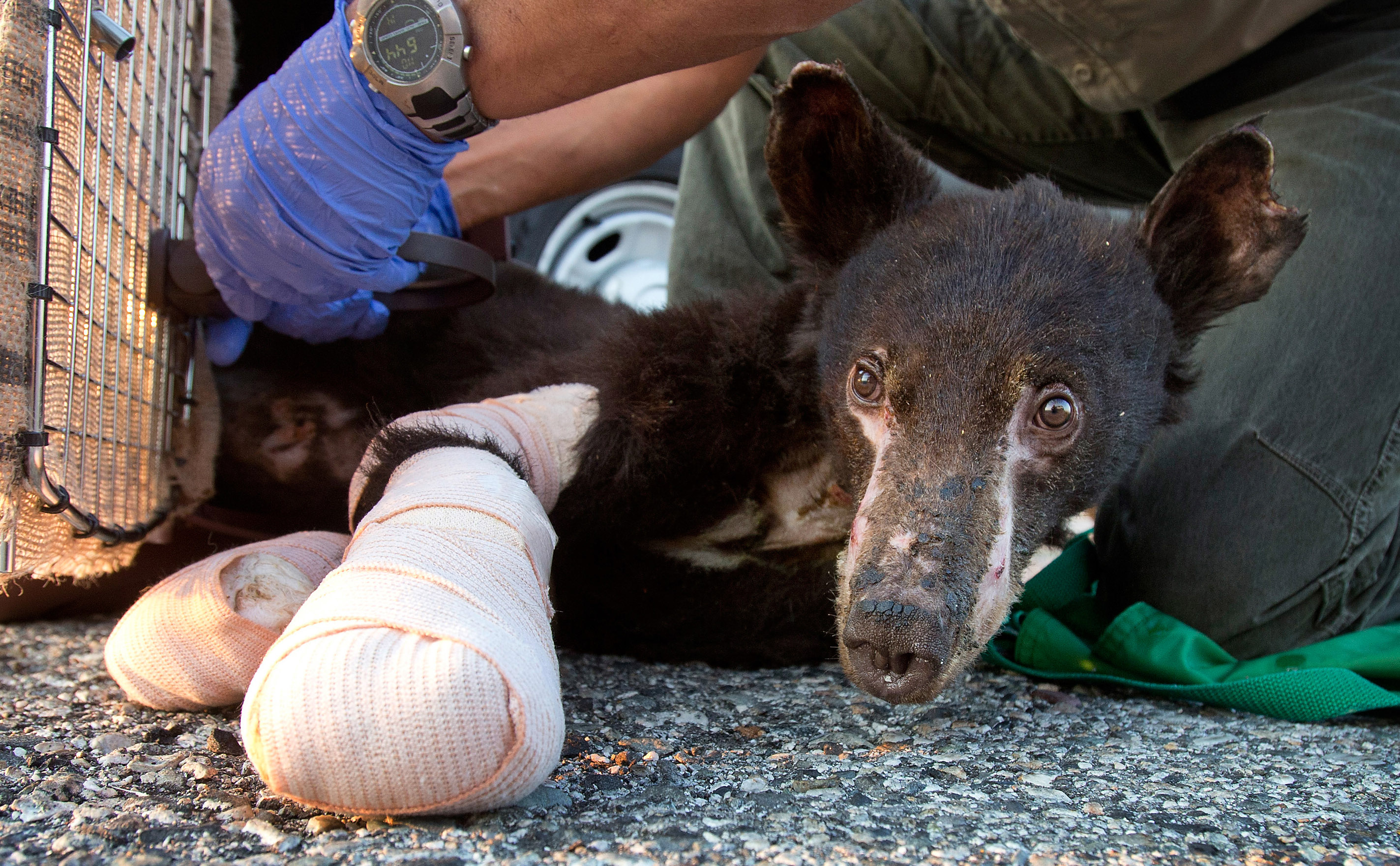 Cub burned in wildfire flown to care center