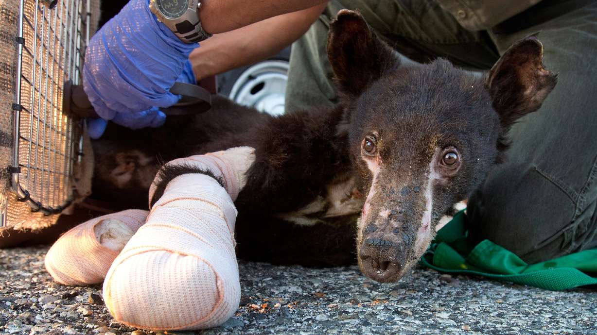 Cub burned in wildfire flown to care center
