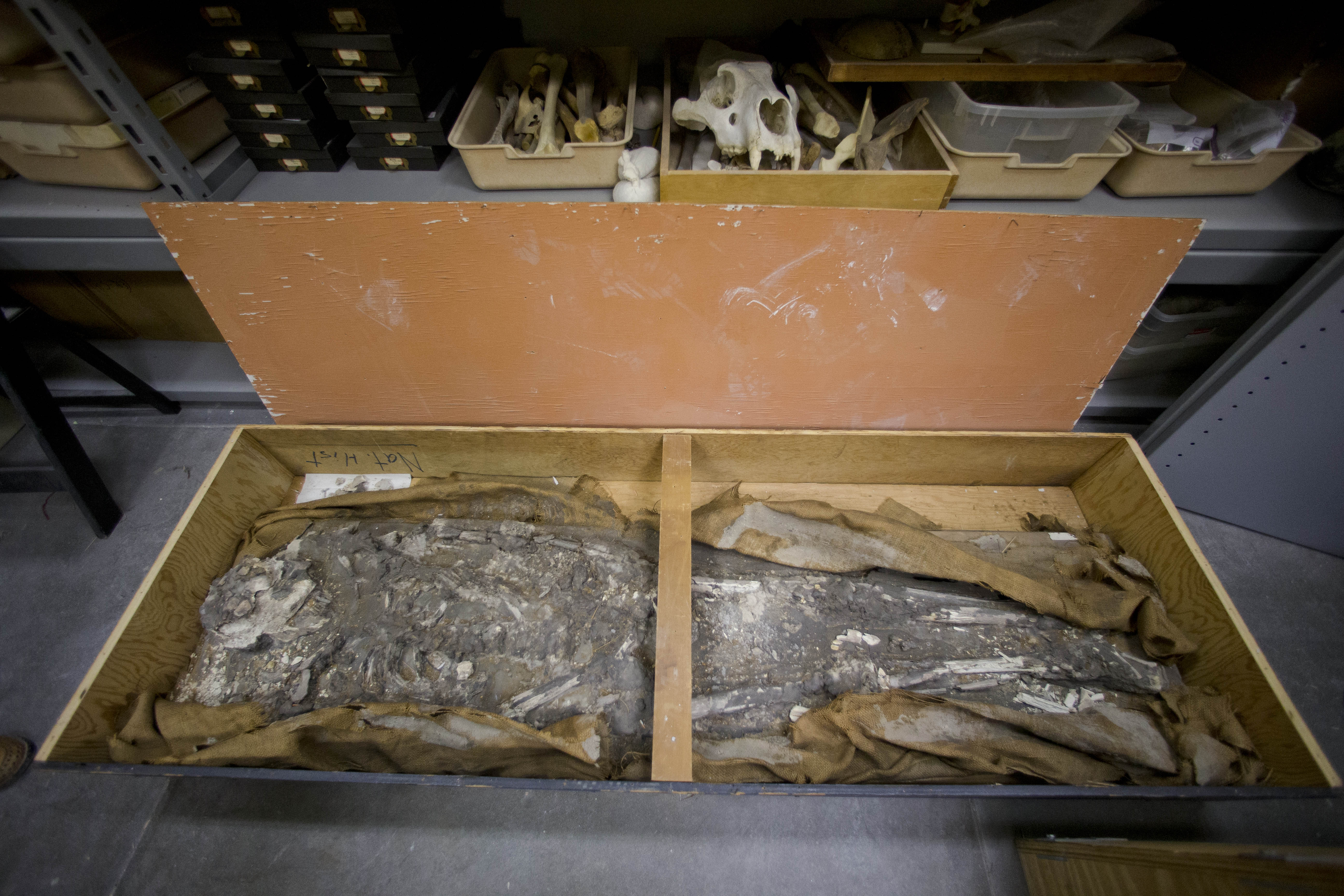 Museum rediscovers ancient skeleton in storage